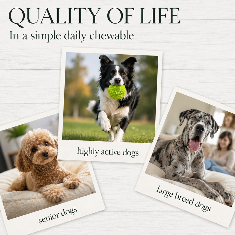 PawTime Joint Support Chews